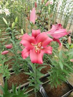 [4161 Fujian Mak No01.JPG]